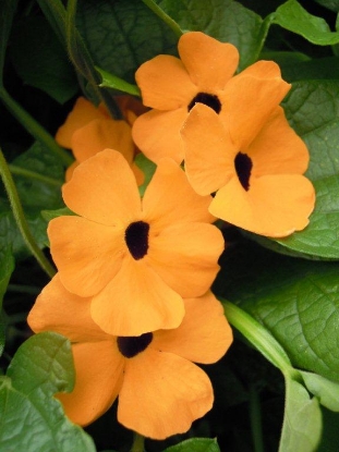 Picture of Thunbergia - Alata Mixed